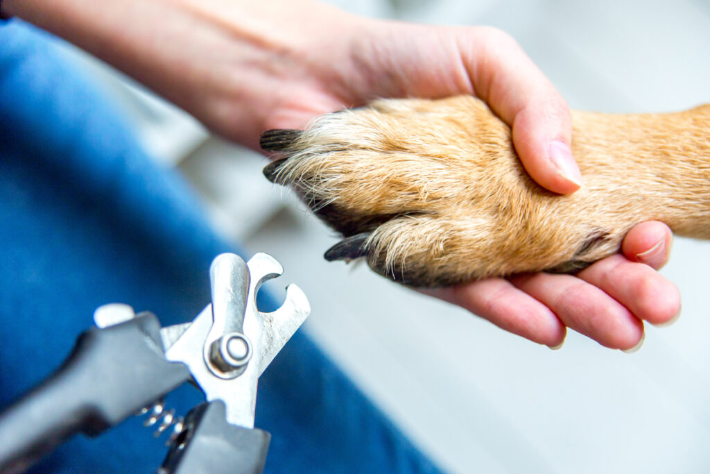 Dog Groomers