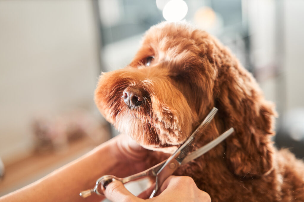 Dog Groomers